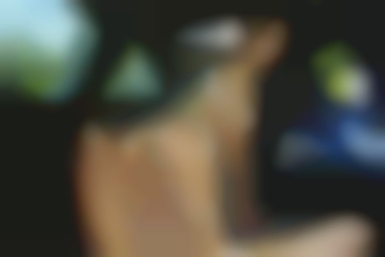 La Belle Vie Sans Scrupules