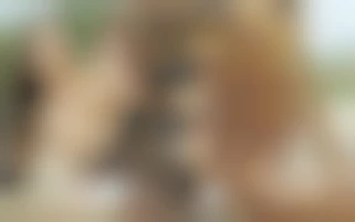 Plaisirs Hard et Sodo a fond au bord de la piscine pour une brune perverse en lingerie fine